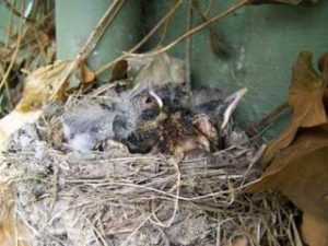 bird's nest in gutters