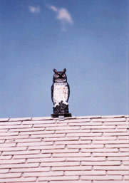 fake owl for pigeon proofing