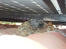 pigeon nesting under solar